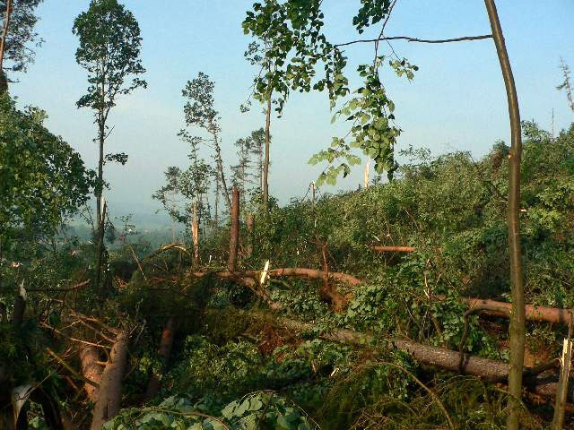 Větrná smršť povalila stromy za stamiliony